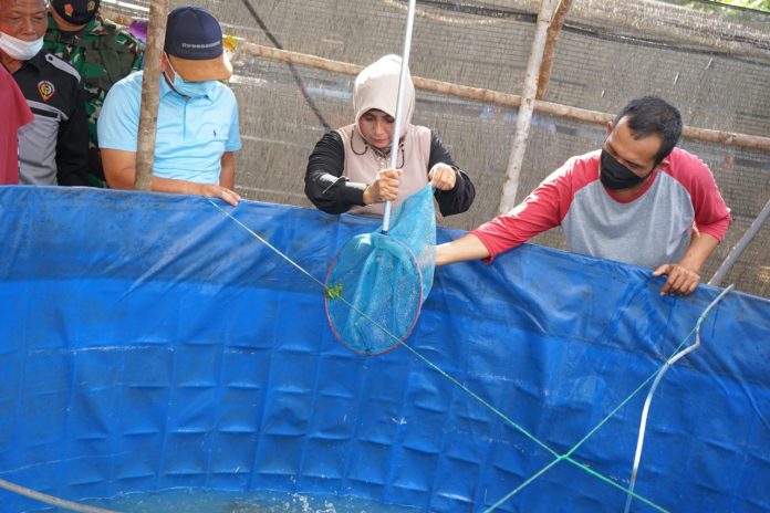 Walikota Tanjungpinang, Hj. Rahma kagum saat melakukan panen perdana budidaya Ikan Lele milik salah satu warga Kelurahan Kampung Baru F,ist