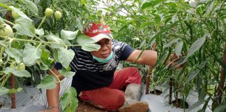 Bintan Hasilkan 80 Ton Sayur dan Buah-Buahan per Hari Seorang petani sedang merawat pertumbuhan pokok cabe di kebunnya di Bintan. F,ist