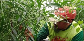 Curah Hujan Tinggi Menjadi Penyebab Naiknya Harga Cabai Curah Hujan Tinggi Menjadi Penyebab Naiknya Harga Cabai F,dok