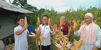 Panen Jagung di Bintan, Nasdem Bintan Dorong Petani Tingkatkan Produktivitas Ketua DPD Partai Nasdem Kabupaten Bintan, Khazalik ikut hadir panen perdana tanaman jagung hasil pertanian Paguyuban Tandem F, ist.