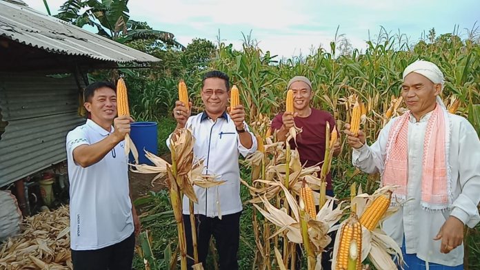 Ketua DPD Partai Nasdem Kabupaten Bintan, Khazalik ikut hadir panen perdana tanaman jagung hasil pertanian Paguyuban Tandem F, ist.
