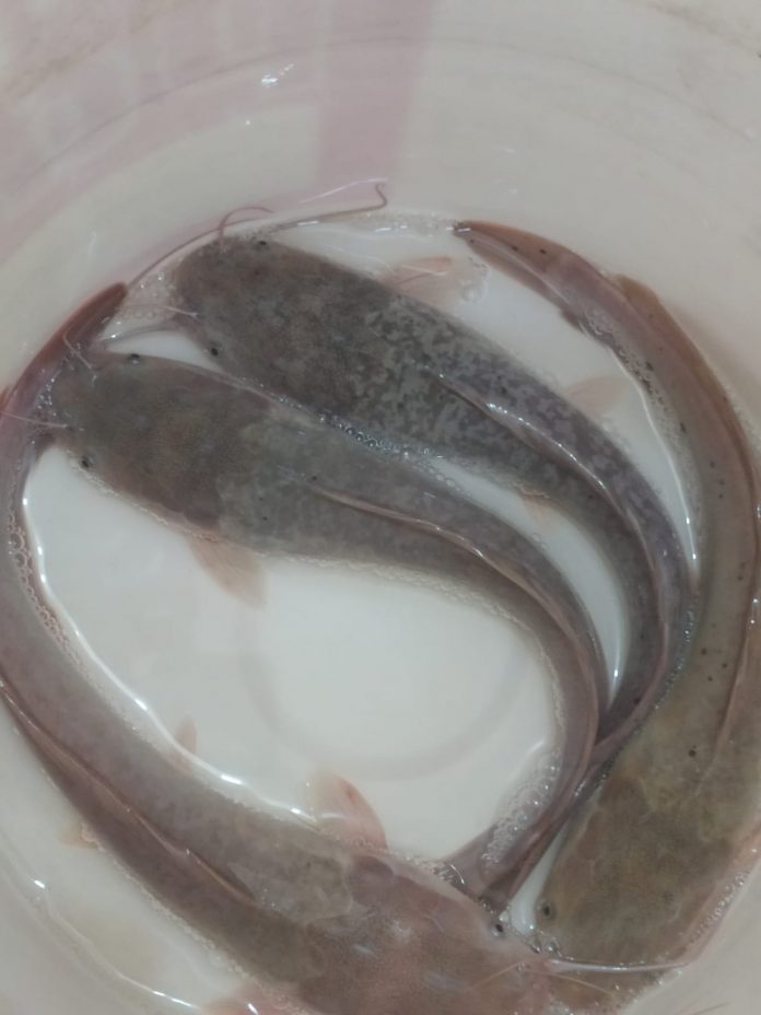 Kementerian Kelautan dan Perikanan (KKP) mengajak masyarakat untuk tidak menyepelekan ikan lele F,ist