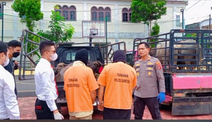 Kapolres Samosir AKBP Josua Tampubolon bersama dua pelaku pencuri kerbau saat menunjukkan empat kerbau curian F,tangkapan layar