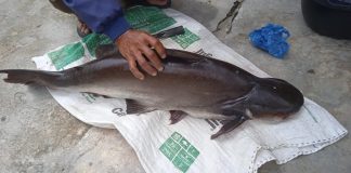 Ikan Patin Seberat 13 Kilogram Berhasil Ditangkap Nelayan Asal Nainggolan di Danau Toba Pak Nainggolan, seorang nelayan di Nainggolan Kabupaten Samosir terkejut ketika berhasil mendapatkan tangkapan ikan patin berukuran besar saat mencari ikan di pinggiran Danau Toba di Desa Pangaloan Kecamatan Nainggolan, Kamis (22/9) F,kiriman untuk beritaibukota