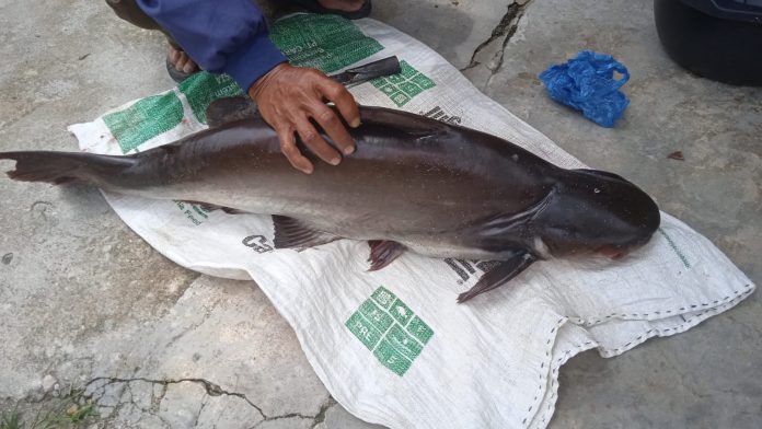 Pak Nainggolan, seorang nelayan di Nainggolan Kabupaten Samosir terkejut ketika berhasil mendapatkan tangkapan ikan patin berukuran besar saat mencari ikan di pinggiran Danau Toba di Desa Pangaloan Kecamatan Nainggolan, Kamis (22/9) F,kiriman untuk beritaibukota