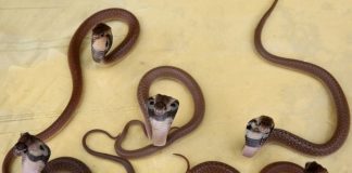 Musim Hujan Musim Menetasnya Bayi Ular. Ini yang Harus Disiapkan Bulan Oktober - Desember adalah bulan menetasnya telur-telur ular karena proses siklus biologi alami mereka F,Repjabar