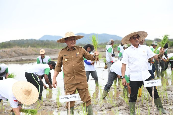 Gubernur Ansar menanam padi di Sungai Raye bersama Ketua Umum Himpunan Kerukunan Tani Indonesia (HKTI) yang juga Kepala Staf Kepresidenan RI Moeldoko di Sungai Raye, Kecamatan Singkep Barat, Kabupaten Lingga, Senin (21/11) F,Diskominfo Kepri