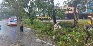 Pohon Tumbang, Personil Polsek Tajungpinang Timur Langsung Sigap Beri Bantuan Hujan deras dan angin kencang yang melanda Tanjungpinang di Rabu (11/1) pagi membuat pohon tumbang di Jalan Pemuda dan Kelurahan Air Raja Kecamatan Tanjungpinang Timur Kota Tanjungpinang F, Polresta Tanjungpinang