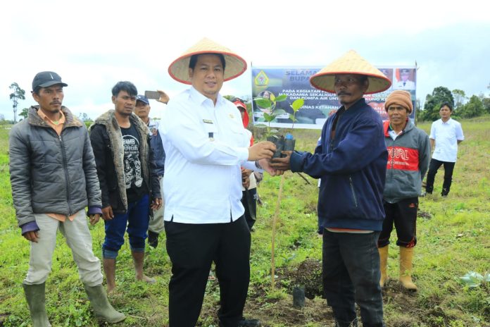 Bupati Samosir Vandiko T. Gultom melakukan penanaman kopi di areal Kawasan Pertanian Terpadu (KPT) di Desa Hariara Pintu Kecamatan Harian, Kamis (25/05) F,Diskominfo Samosir