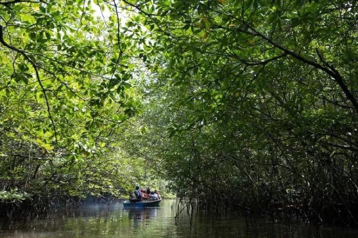 Pengelola Ekowisata Toapaya Selatan menyediakan paket wisata mangrove sepanjang 10 kilometer, dengan durasi waktu 1 jam 30 menit F,warga desa