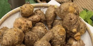 Temulawak Ditetapkan sebagai Tanaman Obat Unggulan di Hari Kesehatan Nasional ke-59 Temulawak, sebuah tanaman asli Indonesia, baru-baru ini ditetapkan sebagai tanaman obat unggulan f,kemkes