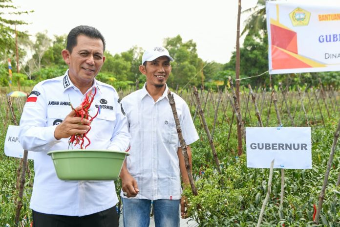 Gubernur Kepulauan Riau H. Ansar Ahmad mengunjungi petani cabai di Kampung Sidodadi, Kecamatan Moro Kelurahan Moro Timur, Kabupaten Karimun, Rabu (20/12) f,diskominfo Kepri