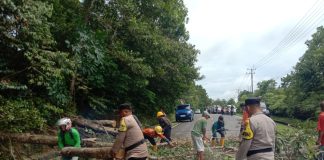 Polsek Gunung Kijang Polres Bintan Singkirkan Pohon Tumbang Yang Menghalangi Lalulintas Jalan Raya Personil Polsek Gunung Kijang Polres Bintan melakukan pemotongan Pohon yang tumbang akibat angin kencang, Sabtu (1/6/2024) f, Polres Bintan