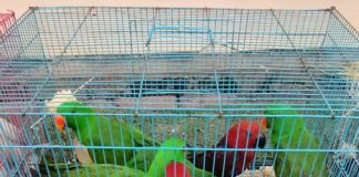 Satreskrim Polres Bintan Gagalkan Penyelundupan Burung Dilindungi, Tersangka Terancam Hukuman 15 Tahun Satuan Reserse Kriminal (Satreskrim) Polres Bintan bersama personel Polsek Bintan Utara berhasil menggagalkan upaya penyelundupan puluhan burung yang dilindungi di sebuah lokasi di Sri Kuala Lobam, Bintan pada Rabu (21/8/2024) f,Polres Bintan