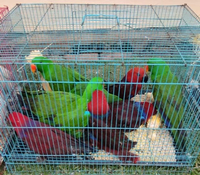 Satuan Reserse Kriminal (Satreskrim) Polres Bintan bersama personel Polsek Bintan Utara berhasil menggagalkan upaya penyelundupan puluhan burung yang dilindungi di sebuah lokasi di Sri Kuala Lobam, Bintan pada Rabu (21/8/2024) f,Polres Bintan