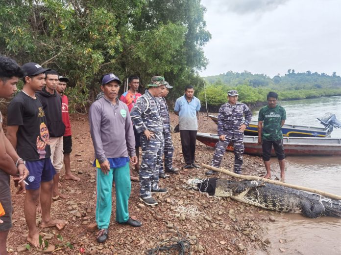 TNI Angkatan Laut melalui Lantamal IV Batam bersama dengan Pemko Batam, Koramil Sekupang, BKSDA, Polsek Bulang, Polresta Barelang, PT. PJK, dan masyarakat setempat, berhasil mengevakuasi 35 ekor buaya di kawasan Pulau Bulan dan sekitarnya, Batam, Selasa (21/1/2025). F, Lantamal IV Batam