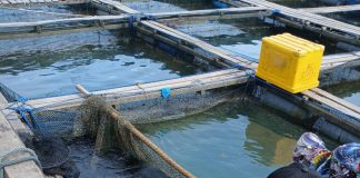 Badan Karantina Indonesia Fasilitasi Ekspor Ikan Kerapu Hidup ke Singapura Senilai Rp70 Juta Badan Karantina Indonesia (Barantin) melalui Karantina Kepulauan Riau (Karantina Kepri) berhasil memfasilitasi ekspor ikan kerapu hidup sebanyak 1.600 ekor, terdiri dari 1.300 ekor kerapu dan 300 ekor kerapu sunu, dengan nilai ekonomi mencapai Rp70 juta ke Singapura f, Karantina