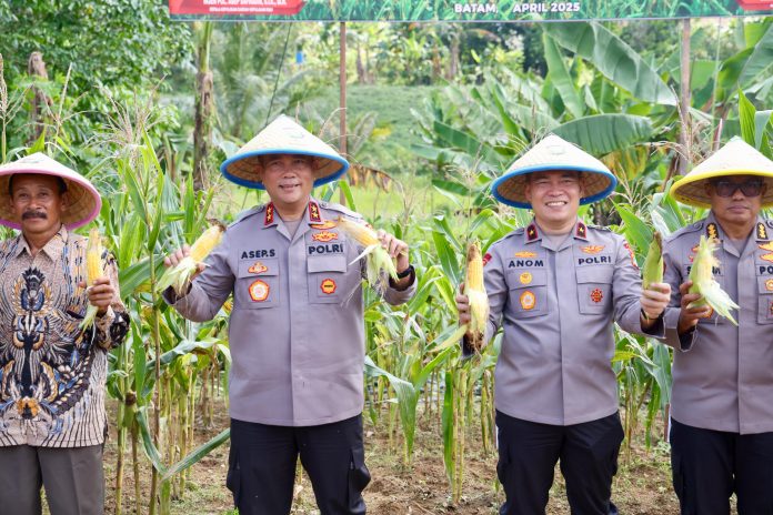 Polda Kepulauan Riau menggelar panen raya jagung manis di lahan seluas 1,5 hektare milik Kelompok Tani Maju Bareng, di Tembesi Sidomulyo, Kota Batam, Rabu (9/4/2025). F, Polda Kepri