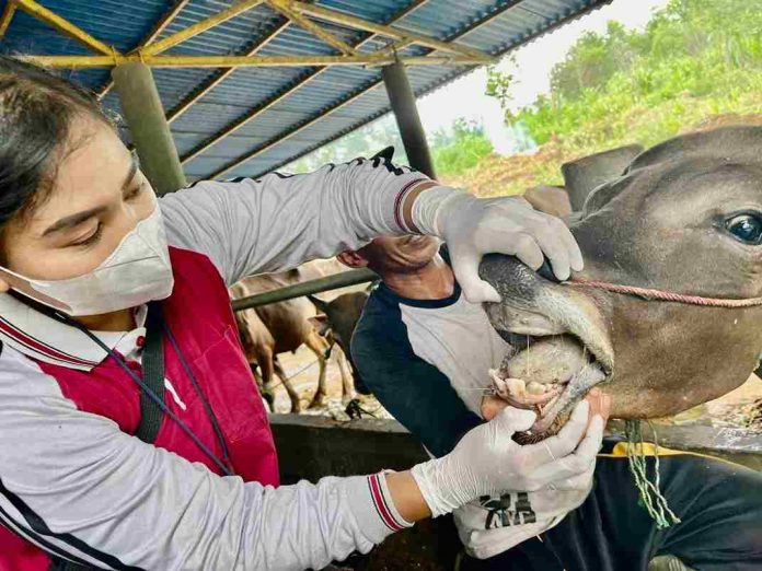 Menyambut Hari Raya Iduladha 1446 Hijriah, Dinas Pertanian, Pangan, dan Perikanan (DPPP) Kota Tanjungpinang memperketat pengawasan dan pemeriksaan kesehatan hewan kurban demi memastikan ternak yang dijual di pasaran sehat, memenuhi syarat kurban, dan aman dikonsumsi masyarakat. F, diskominfo Tanjungpinang