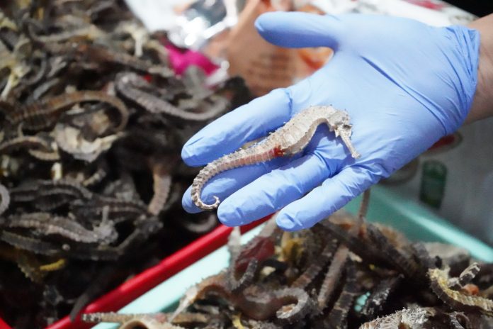 Badan Karantina Indonesia (Barantin) melalui Balai Karantina Hewan, Ikan, dan Tumbuhan (Karantina) Kepulauan Riau (Kepri), bekerja sama dengan Bea Cukai Batam, berhasil menggagalkan pengiriman ilegal 10.647 ekor kuda laut kering seberat 20,971 kilogram di Bandara Hang Nadim, Kamis (15/5/2025). F, Karantina Kepri