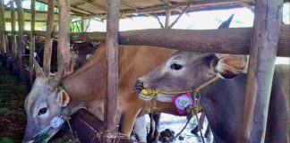Iduladha 1446 H, Stok Hewan Kurban di Tanjungpinang Cukup, 96 Persen Sudah Dinyatakan Sehat Menjelang Hari Raya Iduladha 1446 Hijriah, ketersediaan hewan kurban di Kota Tanjungpinang dipastikan mencukupi kebutuhan masyarakat. Dinas Pertanian, Pangan, dan Perikanan (DPPP) mencatat sebanyak 2.193 ekor sapi dan kambing telah tersedia untuk pelaksanaan kurban tahun ini f, diskominfo Tanjungpinang