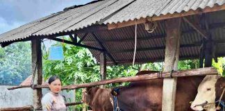 Tanjungpinang Terima Bantuan Sapi Kurban Banmas Presiden untuk Pertama Kalinya pada Iduladha 1446 H Pemerintah Kota Tanjungpinang untuk pertama kalinya menerima bantuan sapi kurban dari Bantuan Masyarakat (Banmas) Presiden pada perayaan Iduladha 1446 Hijriah/2025 Masehi. F, diskominfo Tanjungpinang