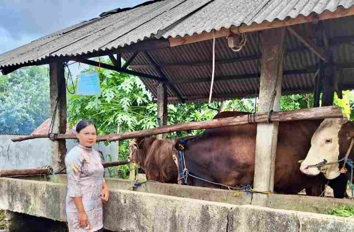 Pemerintah Kota Tanjungpinang untuk pertama kalinya menerima bantuan sapi kurban dari Bantuan Masyarakat (Banmas) Presiden pada perayaan Iduladha 1446 Hijriah/2025 Masehi. F, diskominfo Tanjungpinang